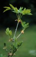 Fraxinus chinensis vegetative shoot 47,1KB