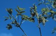 Fraxinus chinensis vegetative and flowering shoot 67,8KB