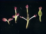 Fraxinus excelsior four floral types