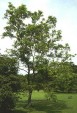 Fraxinus mandshurica tree 35.8KB
