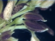 Fraxinus pennsylvanica male flowers 56.1KB