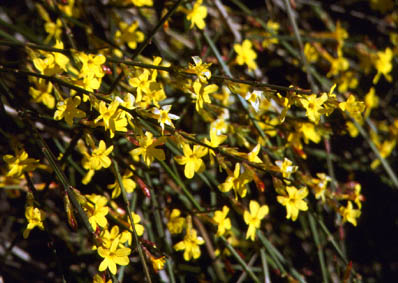 Jasminum nudiflorum