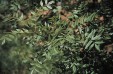 Fraxinus angustifolia leaves 56.5KB