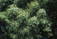 Fraxinus angustifolia leaves 59.8KB