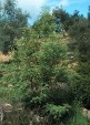 Fraxinus angustifolia tree 63.4KB