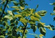 Fraxinus chinensis leaves 63,5KB
