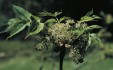 Fraxinus chinensis male inflorescence 67,8KB