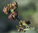 Fraxinus excelsior male flowers