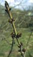 Fraxinus excelsior, April 29