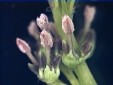 Fraxinus japonica closeup 57.7KB