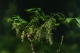 Fraxinus japonica male inflorescences 83.4KB