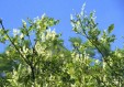 Fraxinus lanuginosa tree 95,9KB