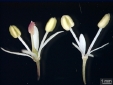 Fraxinus lanuginosa hermaphrodite and male flowers 66,6KB