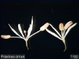Fraxinus ornus flower closeup 63.5KB