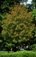 Fraxinus ornus tree