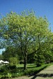 Fraxinus ornus tree