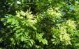Fraxinus ornus inflorescences