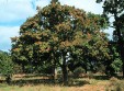ornus-tree.jpg
