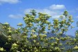 Fraxinus ornus intensive flowering