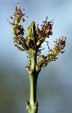 Fraxinus angustifolia oxycarpa inflorescences 28.9KB