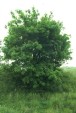 Fraxinus angustifolia tree 42.3KB