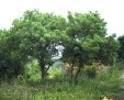 Fraxinus angustifolia trees 52.9KB