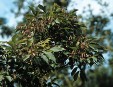 Fraxinus sieboldiana fruits 62.9KB