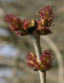 Hermaphrodite ash flowers (Fraxinus excelsior)