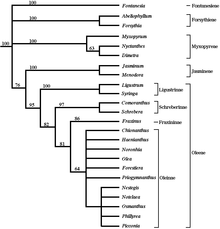 Oleaceae phylogenetic tree